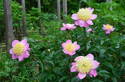 石光寺　アメリカ芍薬_c0229483_20391356.jpg