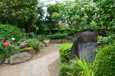 石光寺　アメリカ芍薬_c0229483_2055495.jpg