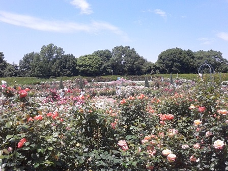 バラまつり（県農業公園）_b0266191_2242951.jpg