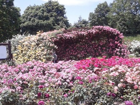 バラまつり（県農業公園）_b0266191_2252665.jpg