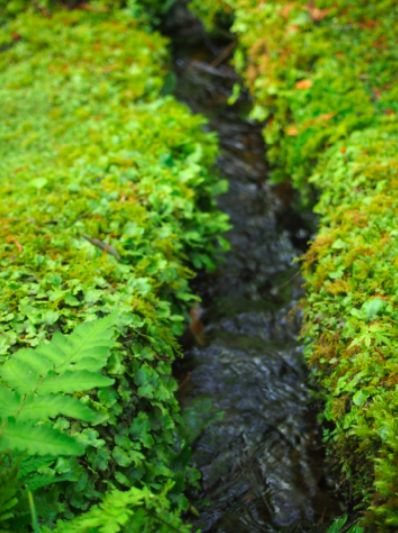 京都 2015初夏　〜その１０・苔寺②〜_a0146493_12302521.png