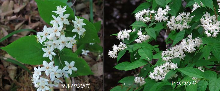 道草フォト５７５　その２９４　道々の薔薇_f0137096_16525424.jpg