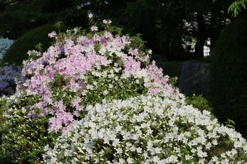 日曜日の昼下がり　松が岬公園　５月１７日（立夏・末候）竹のこ生ず・・・６_c0075701_153132100.jpg