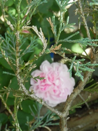 c0152002_20444079.jpg