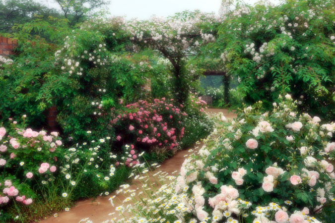 ザ・トレジャーガーデン館林の薔薇2_a0263109_2042473.jpg