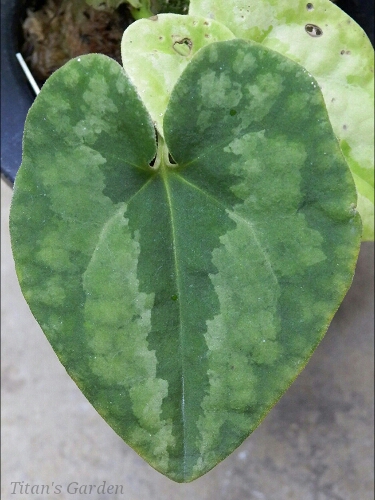 Asarum asaroides \'Daikoku\'_b0099813_0164591.jpg