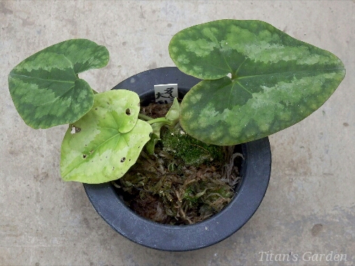 Asarum asaroides \'Daikoku\'_b0099813_0164596.jpg