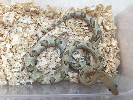 トランスペコスラットスネーク ブロンド 入荷 アクアマイティー最新入荷情報blog トランスペコスラットスネーク ブロンド 入荷 アクアマイティー最新入荷情報blog