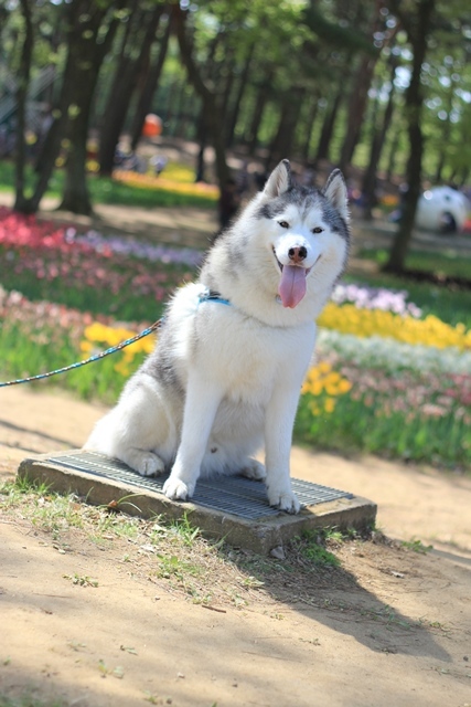 GWあれこれ2015　-ネモフィラをみにひたち海浜公園へ-_b0207615_23492382.jpg