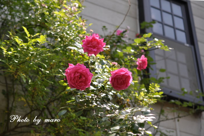 薔薇 パレード と ピンクの野薔薇のコラボ と 麻呂の野望♪♪_e0160417_17295968.jpg