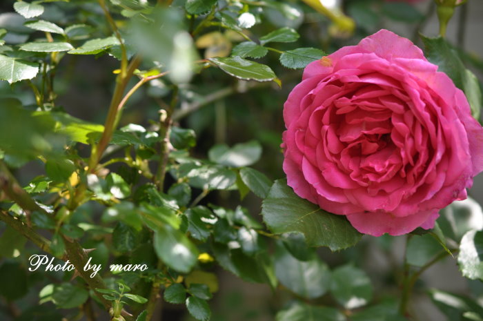 薔薇 パレード と ピンクの野薔薇のコラボ と 麻呂の野望♪♪_e0160417_1731998.jpg