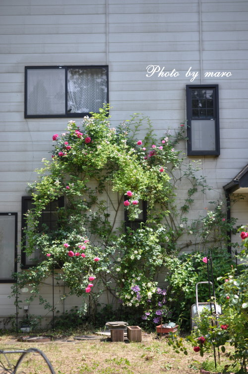 薔薇 パレード と ピンクの野薔薇のコラボ と 麻呂の野望♪♪_e0160417_1735015.jpg