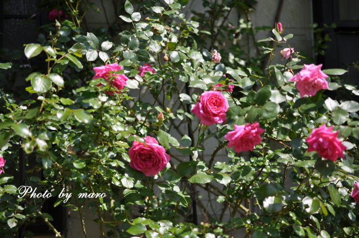 薔薇 パレード と ピンクの野薔薇のコラボ と 麻呂の野望♪♪_e0160417_17445153.jpg