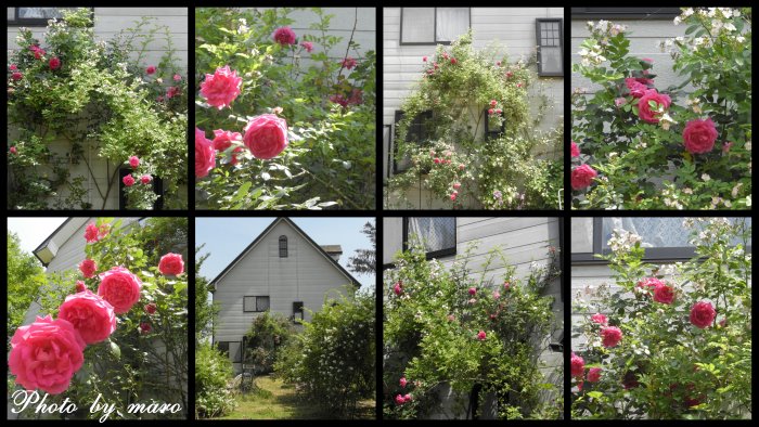 薔薇 パレード と ピンクの野薔薇のコラボ と 麻呂の野望♪♪_e0160417_17484991.jpg