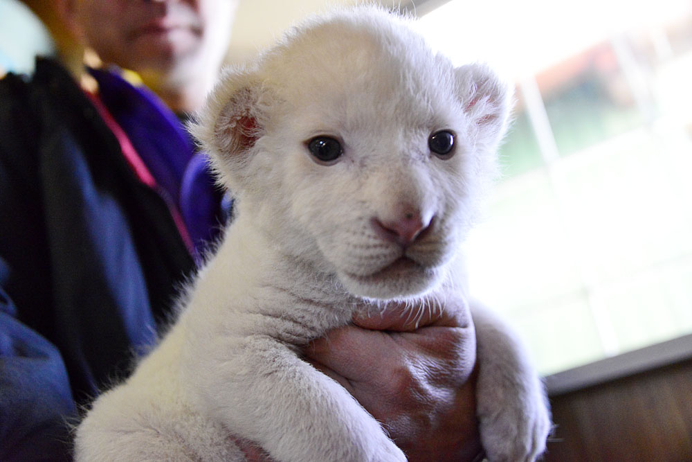 2012.12.27 東北サファリパーク☆ホワイトライオンのヒマちゃん【White lion baby】_f0250322_21143333.jpg