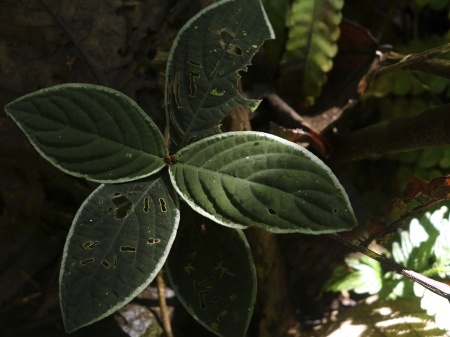 アルデ］Labisia sp. Riau sumatera 【red】 ラビシア