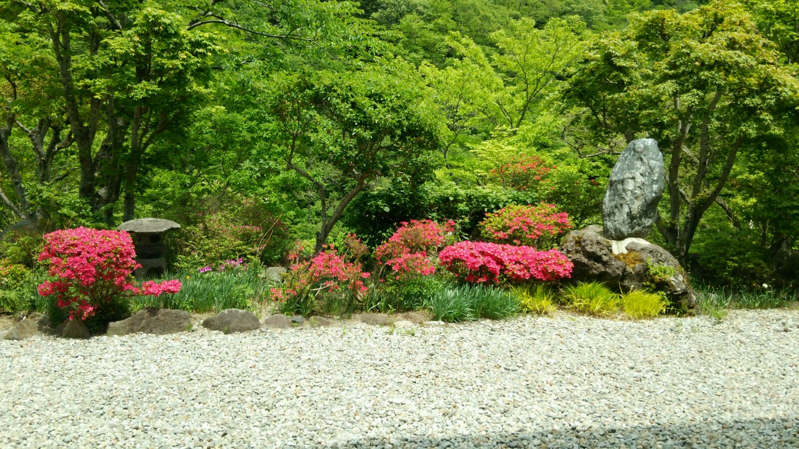 ツツジと新緑真っ盛り&分とく山の野崎総料理長_c0213830_1212050.jpg