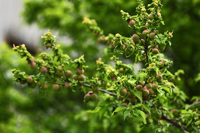 a0242438_18463083.jpg