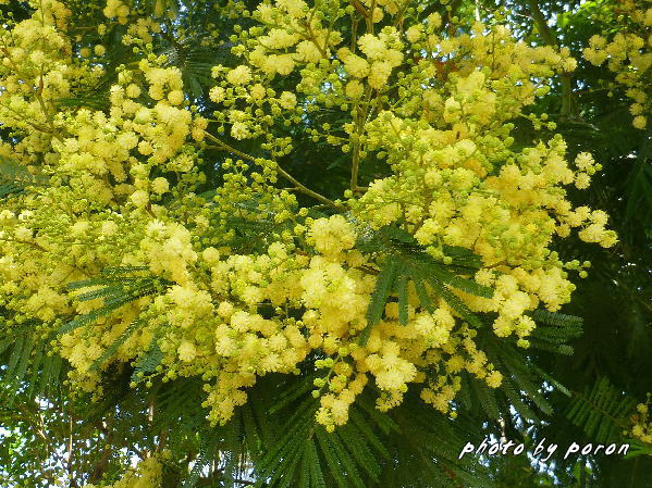 モリシマ・アカシア」の花が満開です。 : デジカメ散歩悠々