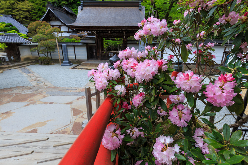 室生寺 シャクナゲの頃 花景色 K W C Photoblog 室生寺 シャクナゲの頃 花景色 K W C Photoblog