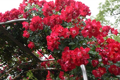 f0343750_8181100.jpg