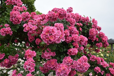 f0343750_822197.jpg