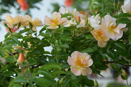 f0343750_8263776.jpg