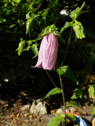 山野草日記：初めまして、白糸草♪_e0137353_0165471.jpg