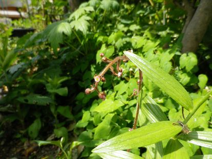 山野草日記：初めまして、白糸草♪_e0137353_045433.jpg