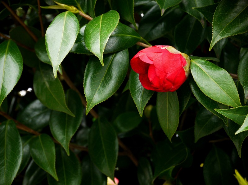 　　　　　四季・・・・・初夏_b0093754_12391788.jpg