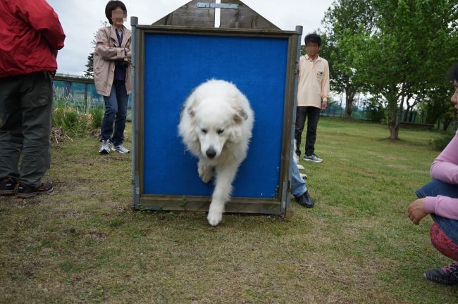 ゆずと④　ﾊｰﾌﾞﾛｰﾄﾞいどべさんで運動会(*ﾟ▽ﾟ*)　_a0201257_11345549.jpg