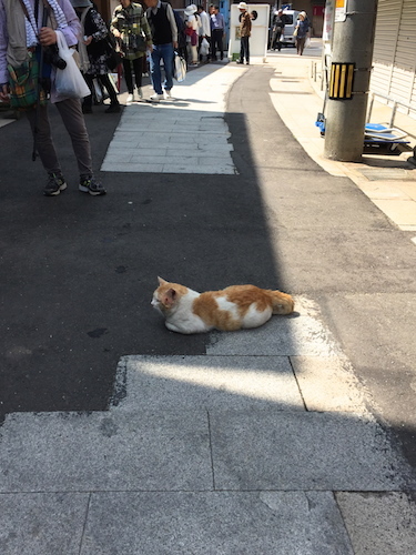 呼子の朝市など_a0335560_16130188.jpg