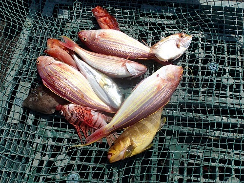 Qまり釣り大会(いまりマリーナ編)_a0077071_16435580.jpg