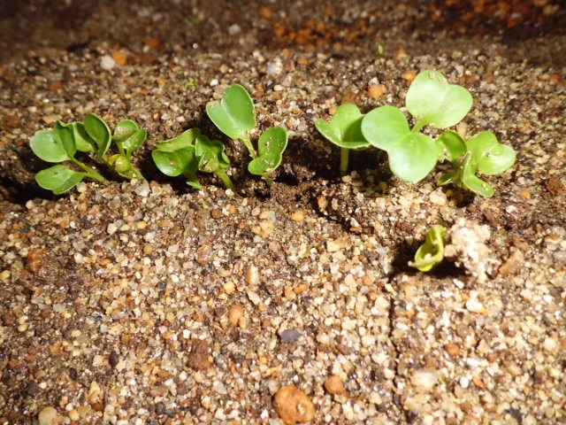 c0261172_6141178.jpg