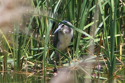 ★先週末の鳥類園(2015.5.16~17)_e0046474_1931898.jpg