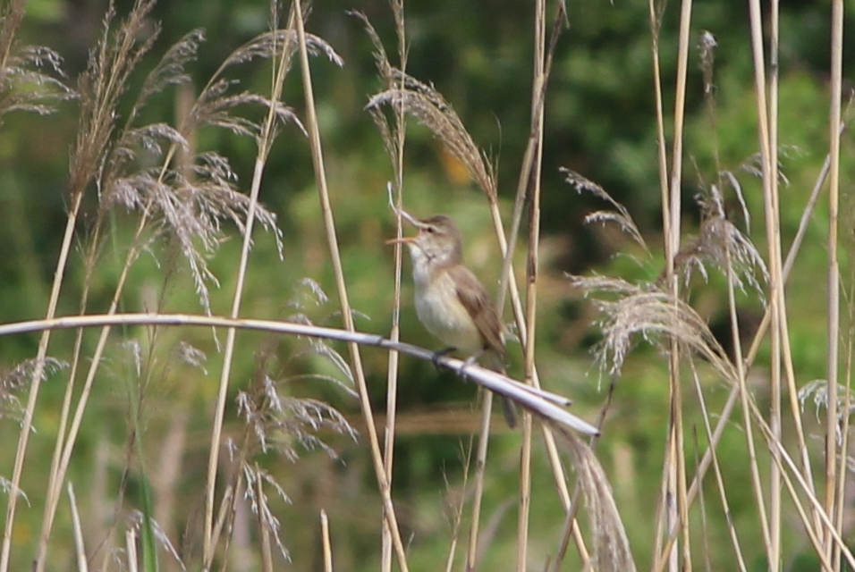 ★先週末の鳥類園(2015.5.16~17)_e0046474_19321312.jpg