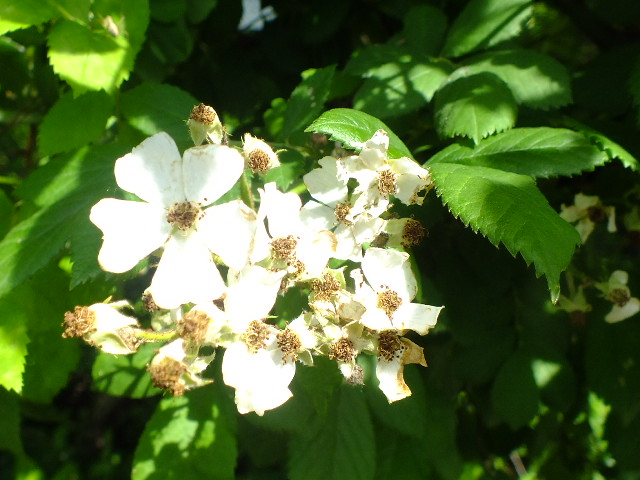 ５月１４日　都立薬用植物園　その５_e0145782_404174.jpg