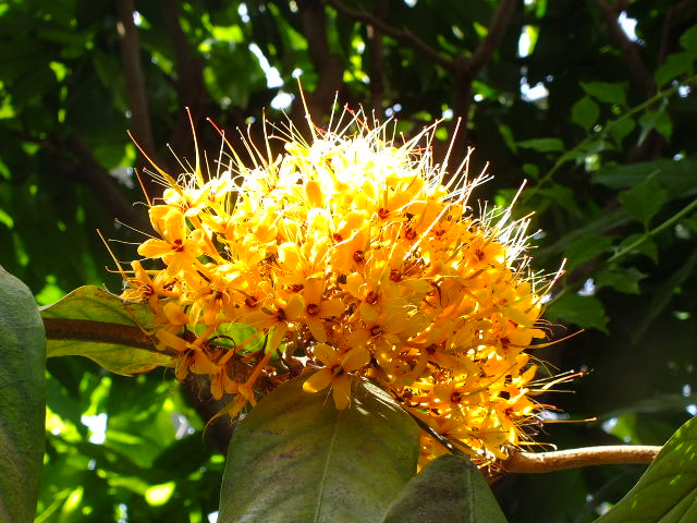 ５月１４日　都立薬用植物園　その５_e0145782_411585.jpg