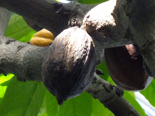 ５月１４日　都立薬用植物園　その５_e0145782_4152841.jpg