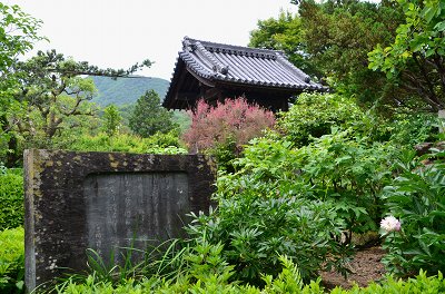 石光寺　アメリカ芍薬_c0229483_1026647.jpg