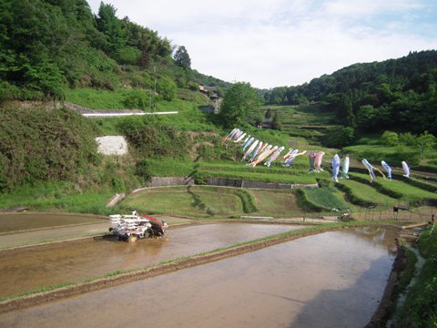 乙大木谷の棚田と鯉のぼり 佐用郡佐用町 明石 兵庫探検