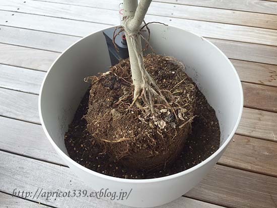 観葉植物をレチューザの鉢に植え替え_c0293787_15033281.jpg