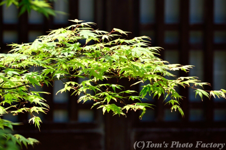 富山散歩～県西部226～井波瑞泉寺「藤の花咲く」　_b0155692_18522738.jpg