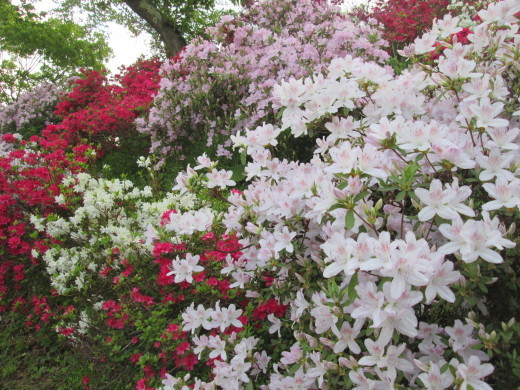 大鰐温泉つつじまつ開花状況_c0364693_16253796.jpg