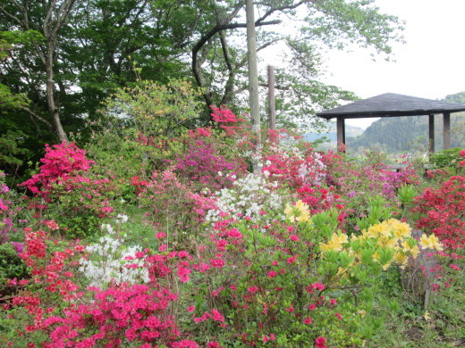 大鰐温泉つつじまつ開花状況_c0364693_16260083.jpg