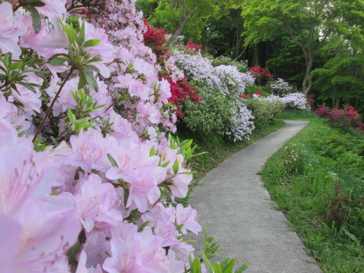 大鰐温泉つつじまつ開花状況_c0364693_17163321.jpg