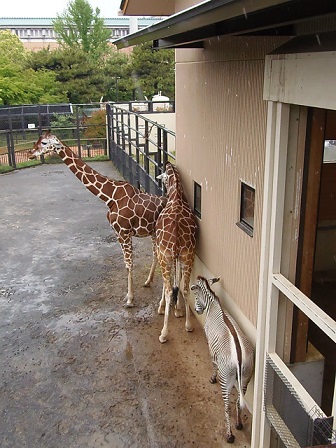 京都市動物園　ライラの雨宿り_f0297893_1941595.jpg