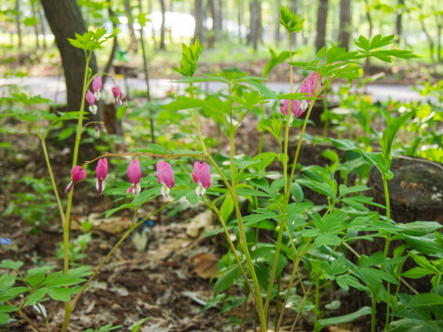 新緑の美しい5月・・春の花が次々と咲いてきました。_f0276498_23531466.jpg