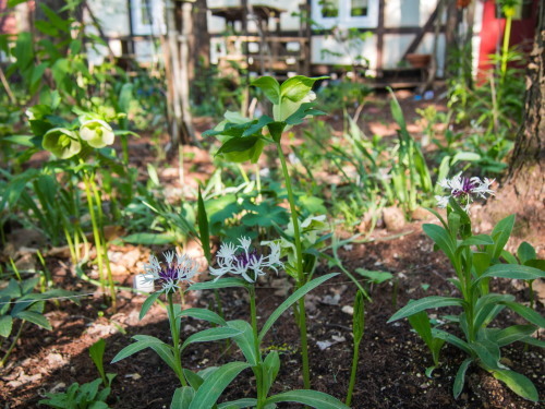 新緑の美しい5月・・春の花が次々と咲いてきました。_f0276498_23541342.jpg