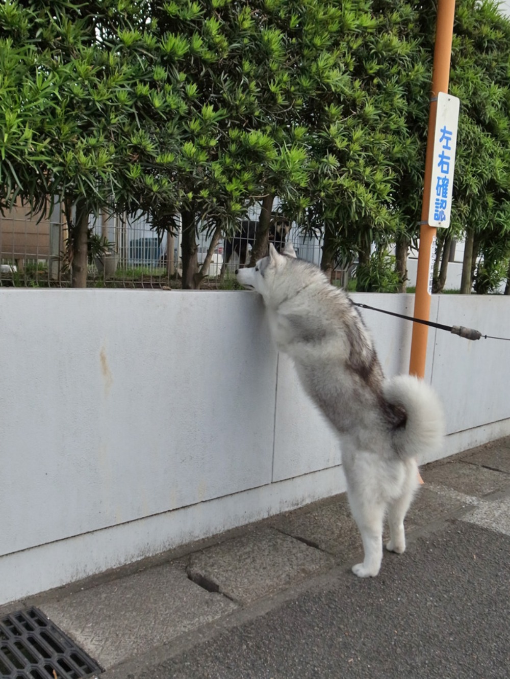 探してさがして~ (*^_^*)_c0049299_22481965.jpg